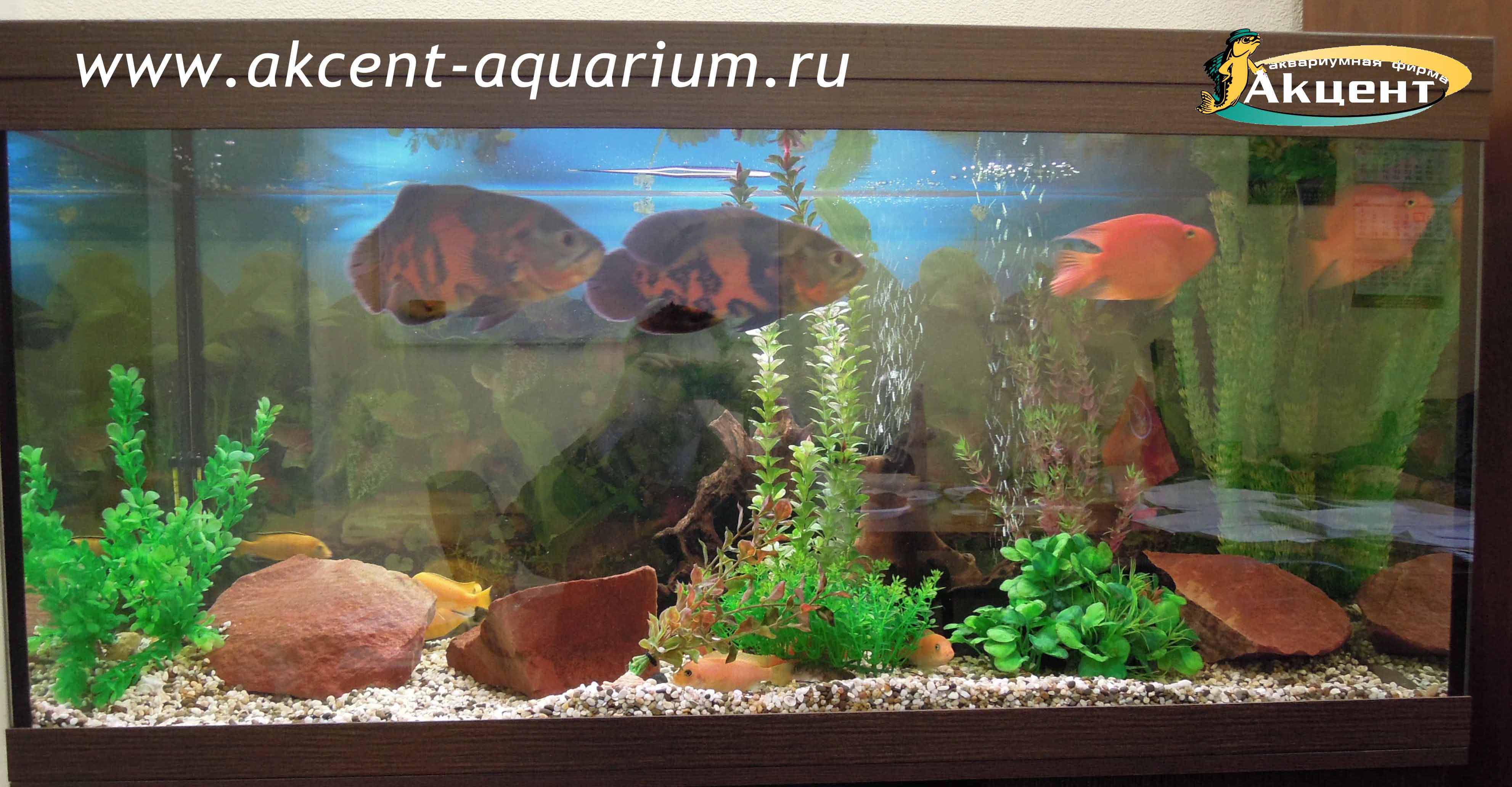 Акцент-аквариум, аквариум 250 литров, малиновый окол, астронотусы, попугаи.